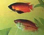 Colisa chuna Chuna -pakketten