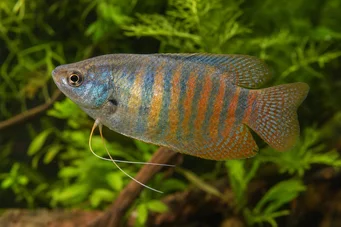 Colisa fasciata Gigantisch pakket