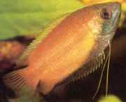 Colisa sota Honing Gourami