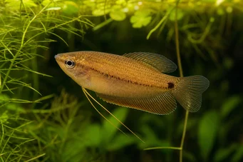 Colisa sota (Honing Gourami)