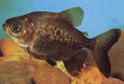 Colossoma macropomum Black Pacou, Giant Pacou...