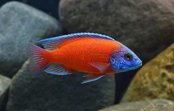Copadichromis borleyi kadango (Copadict Borleyi Kadango)