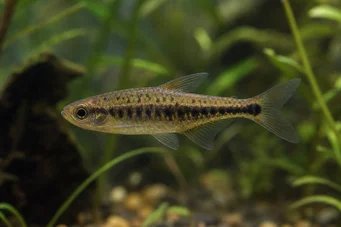 Copeina guttata (Roodcopéina)