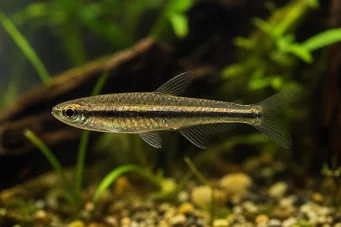 Copella arnoldi (Characin Droser)