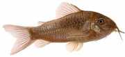 Corydoras aeneus Metalen Corydoras