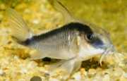 Corydoras arcuatus Gebogen Corydoras