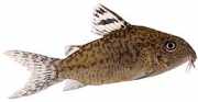 Corydoras elegans Gewapende Corydoras