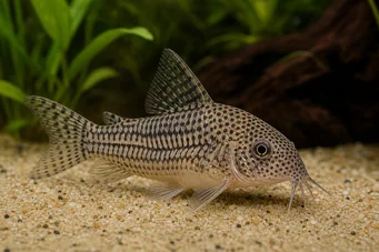 Corydoras julii
