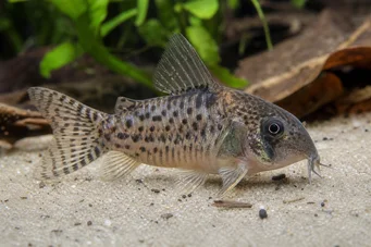 Corydoras latus (Corydoras met reflectie)