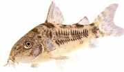 Corydoras paleatus Peperig