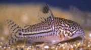 Corydoras trilineatus Drie band Corydoras