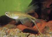 Corynopoma riisei Corynopoma Dwarf, Sword ...