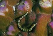 Corythoichthys flavofasc... Gele bandefish vis