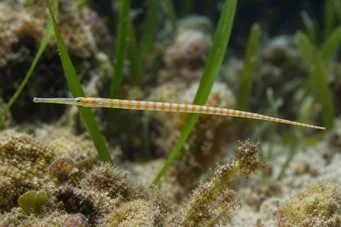 Corythoichthys flavofasciastus (Gele bandefish vis)