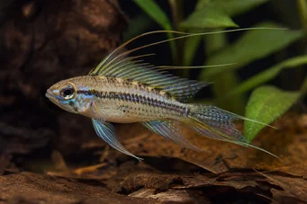 Crenicara filamentosa (Raster cichlid)