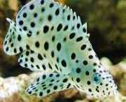 Cromileptes altivelis Mérou à hauten voiles