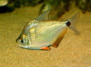 Ctenobrycon spilurus hau... Characin met hoge rug