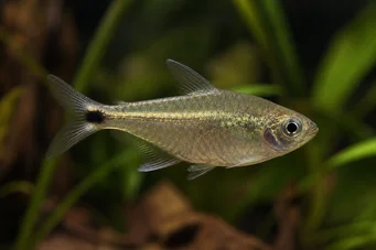 Ctenobrycon spilurus hauxwellianus