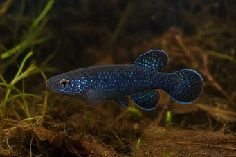 Cynolebias nigripinnis (Argentijnse parel met zwarte vinnen)