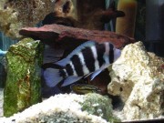 Cyphotilapia frontosa bl... Frontosa Blue Zaïre Mob...