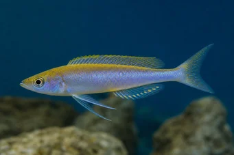 Cyprichromis leptosoma (Cyprichromis leptosoom)
