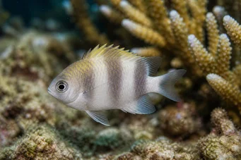 Dascyllus carneus Dascylus Carneus