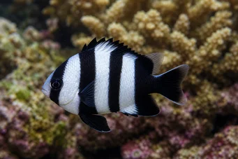 Dascyllus melanurus (Black -Tailed Lady)