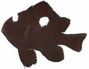 Dascyllus trimaculatus Drie plekken