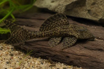 Dekeyseria brachyura Deyeria Brachyura