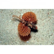 Dendrochirus brachypteru... Dwerg