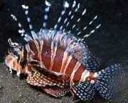 Dendrochirus zebra Dwergscore