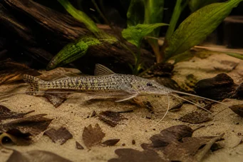 Dianema longibarbis Porthole meerval