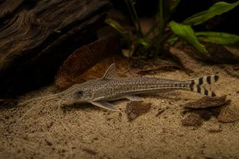 Dianema urostriata Gestreept