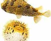 Diodon holocanthus Doornige ventilator