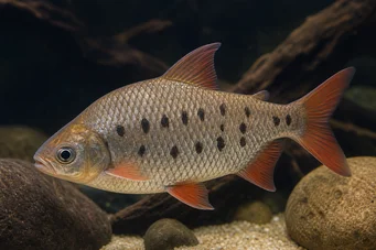 Distichodus decemmaculatus Dwerg distichodus