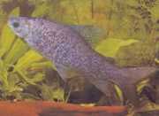 Distichodus notospilus Distichess-shade