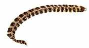 Echidna nebulosa Bloemwand