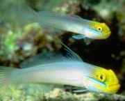 Eleotrides strigatus Zijdeachtige gobia blauw...