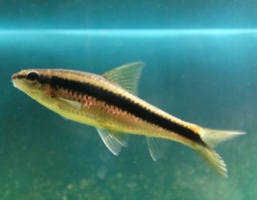 Epalzeorhynchus siamensi... Siamese stuurwiel vos, z...