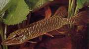 Esox lucius Europa Pike