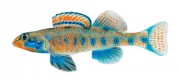 Etheostoma obama Obama -pool