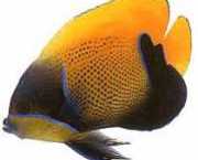 Euxiphipops navarchus Japans evenement