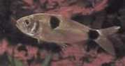Exodon paradoxus Tetra-tiger met twee ple...