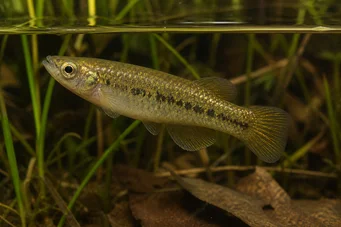 Fundulus chrysotus Killi met gouden oren