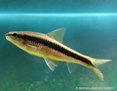 Garra cambodgiesis Pièrres likken