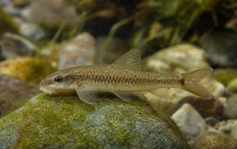 Garra cambodgiesis (Pièrres likken)