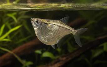 Gasteropelecus sternicla (Zilver)