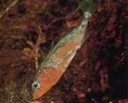 Gasterosteus aculeatus l... Stekelbaars