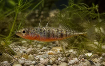 Gasterosteus aculeatus linne (Stekelbaars)