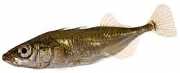 Gasterosteus aculeatus Drie -thoroughbred Epino...
